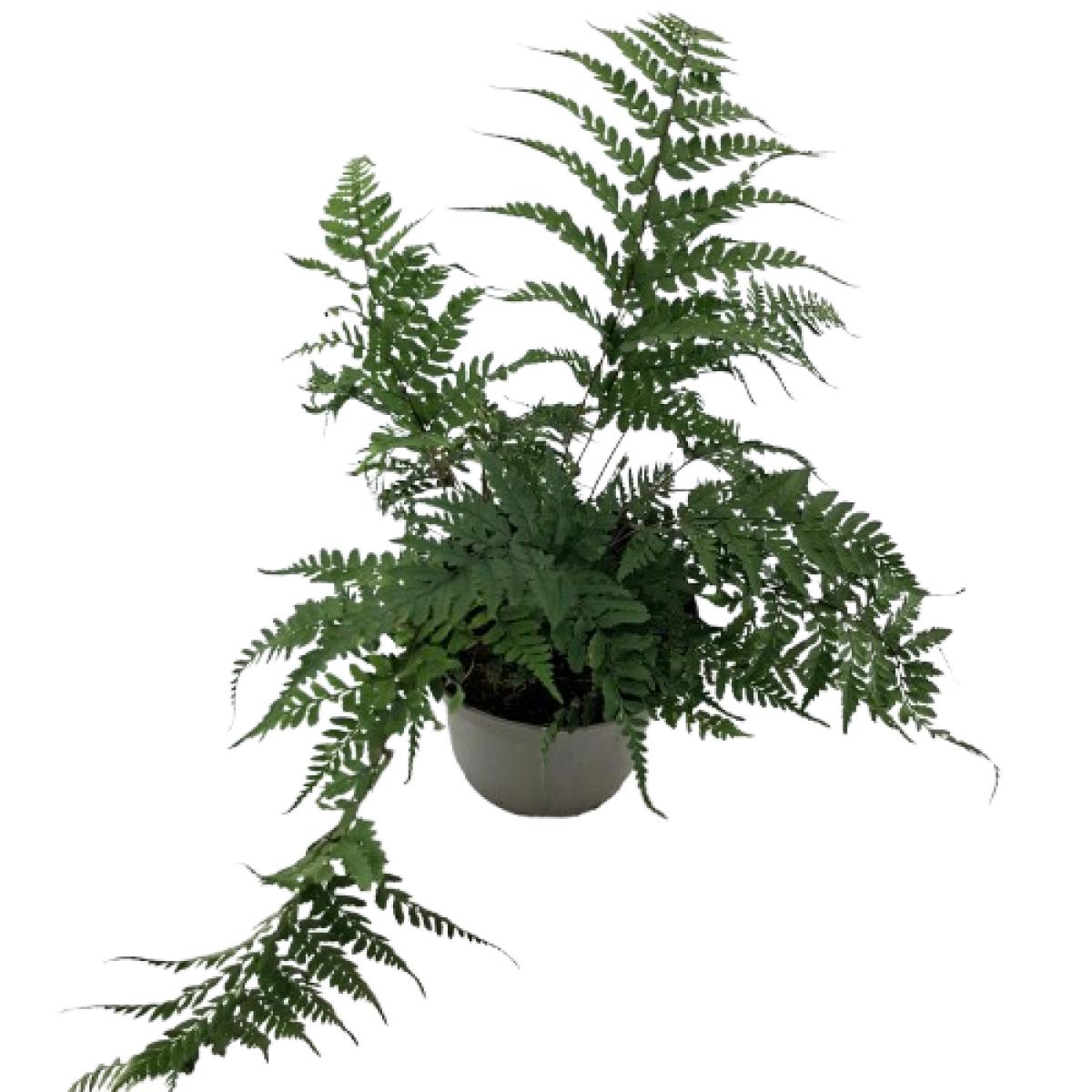Athyrium otophorum 'Okanum' C2 