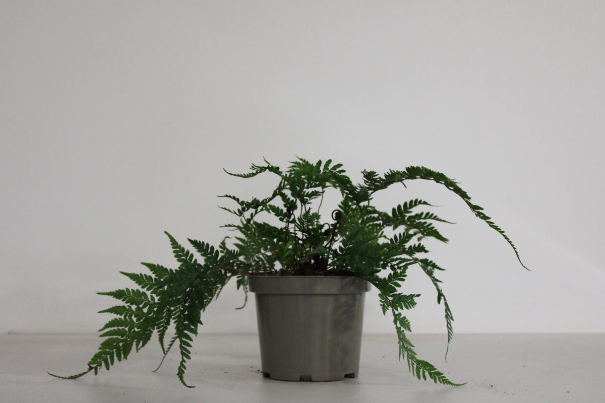 Athyrium otophorum 'Okanum' C2 