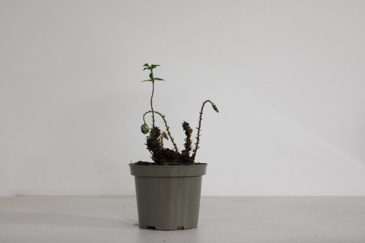 Cyrtomium fortunei clivicola C2