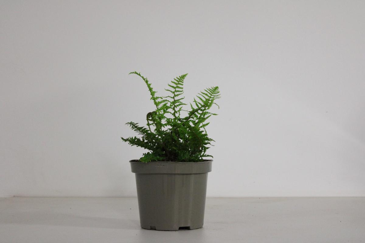 Dryopteris affinis 'Crispa' C2 