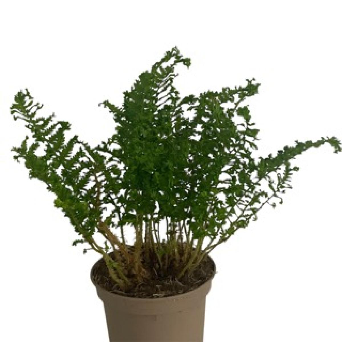 Dryopteris filix-mas 'Crispa Cristata' C2 