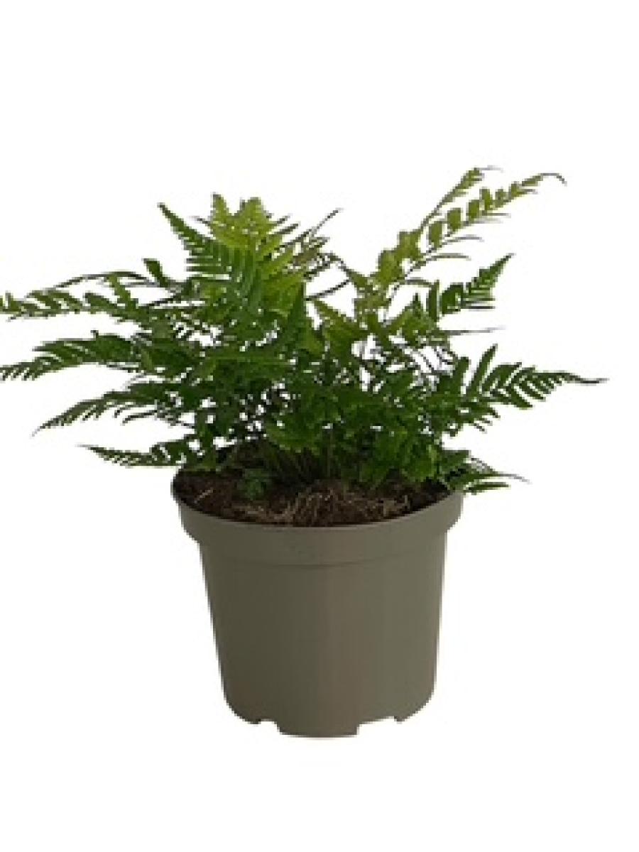 Dryopteris lepidopoda C2 