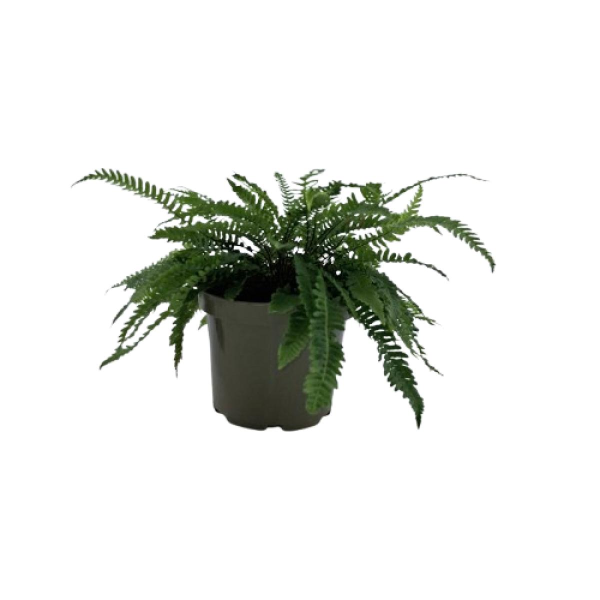 Dryopteris lepidopoda C2 