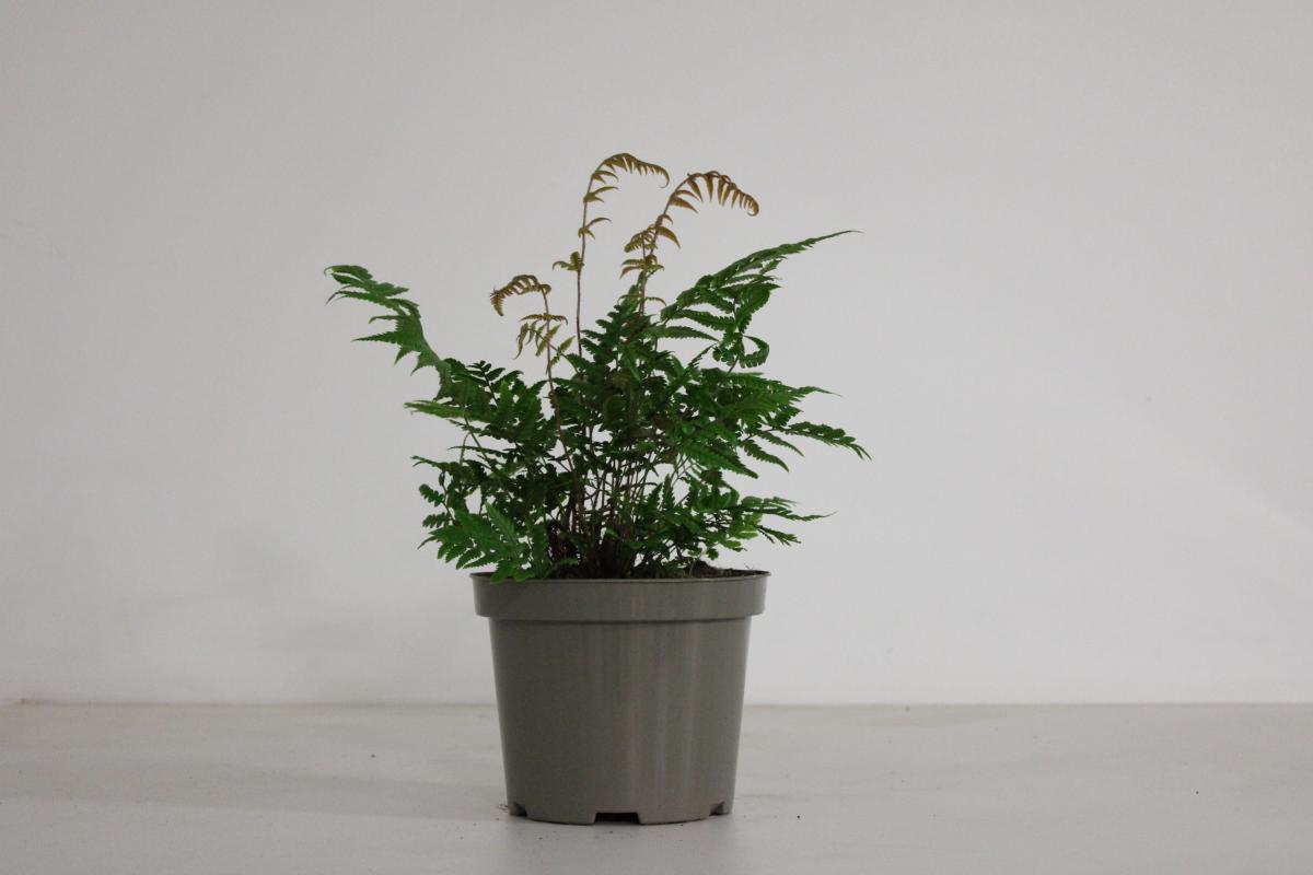 Dryopteris lepidopoda C2 