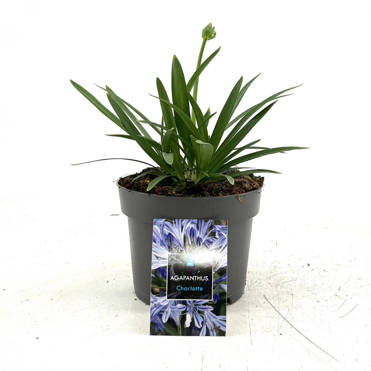 Agapanthus 'Charlotte' C2 