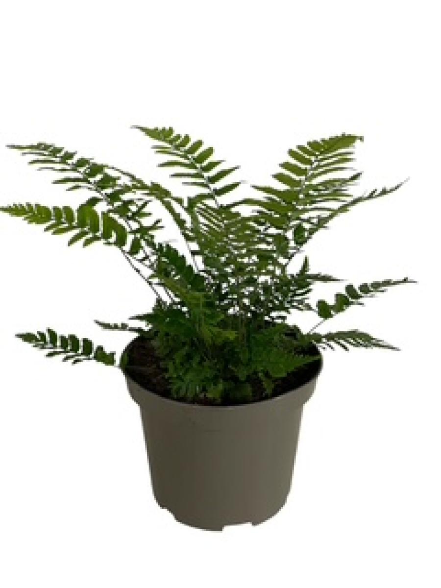 Dryopteris cycadina C2 