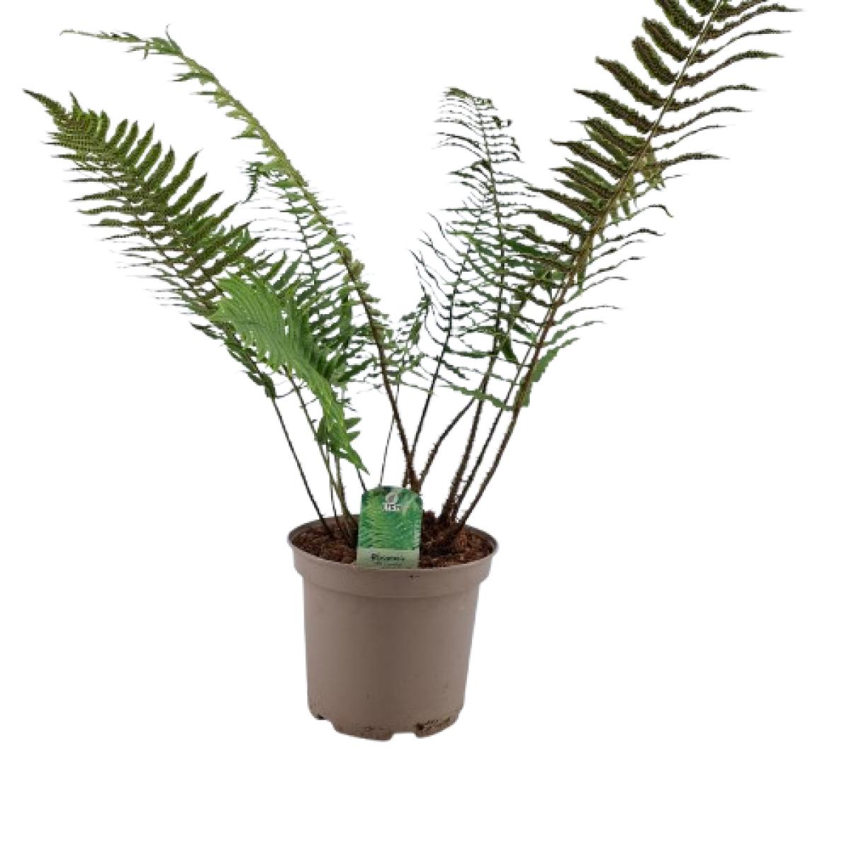 Dryopteris cycadina C5 