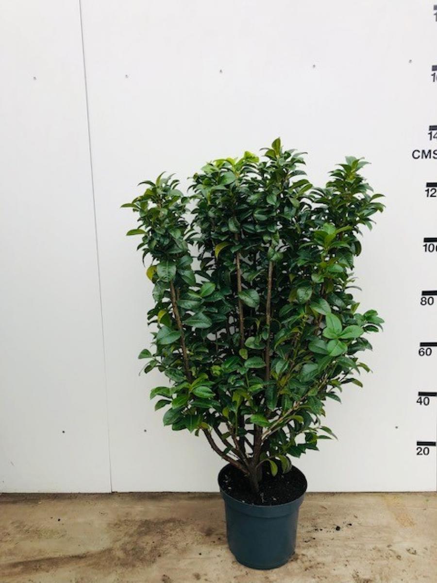 Prunus laurocerasus 'Ani'® C12 80/100