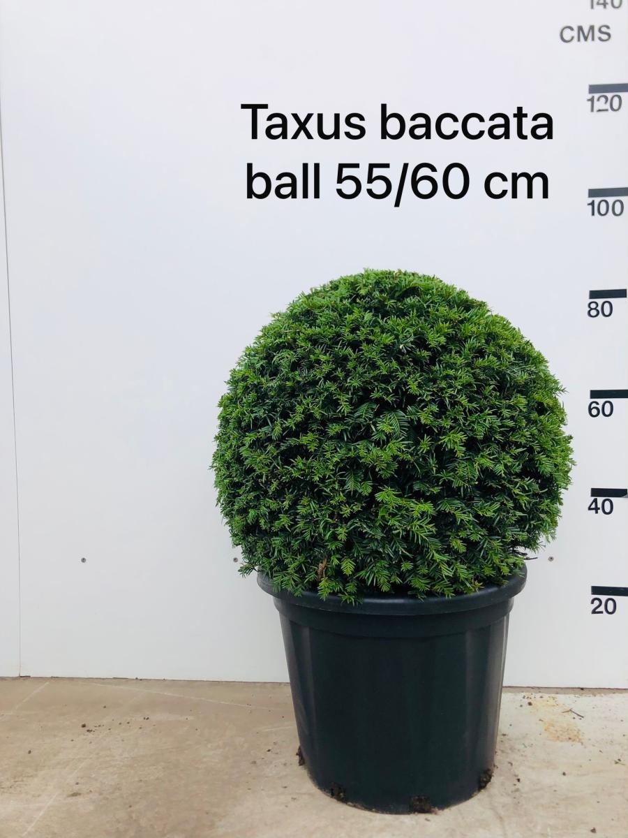 Taxus Kugel (7) C25 Ø55