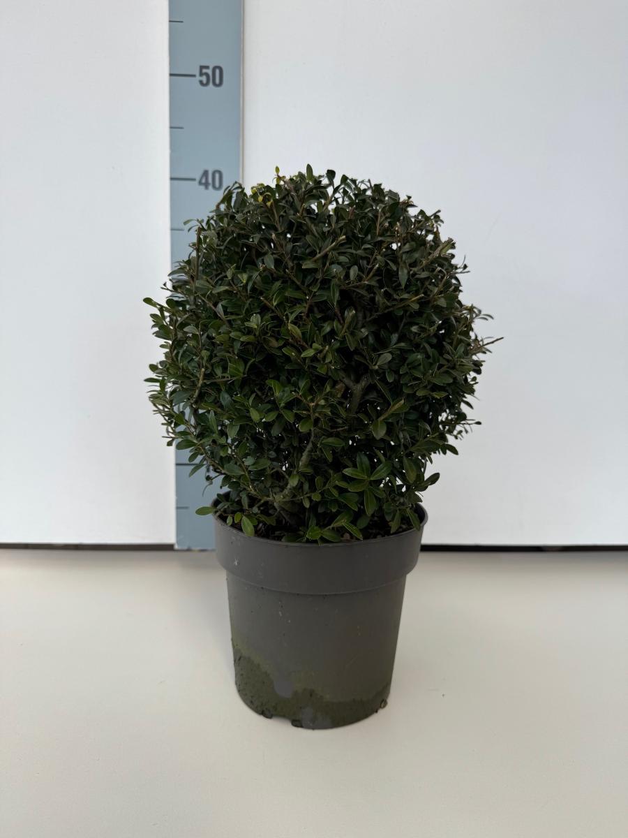 Ilex crenata 'Stokes' C2 Kugel 20+