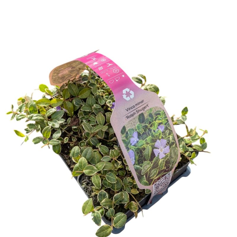 Vinca minor 'Ralph Shugert' (blau) 6-Pack