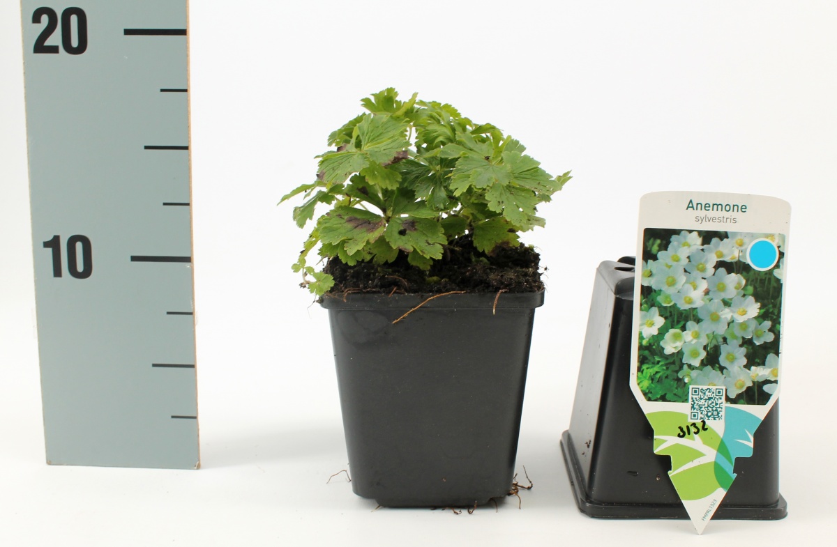 Anemone sylvestris TB9x9