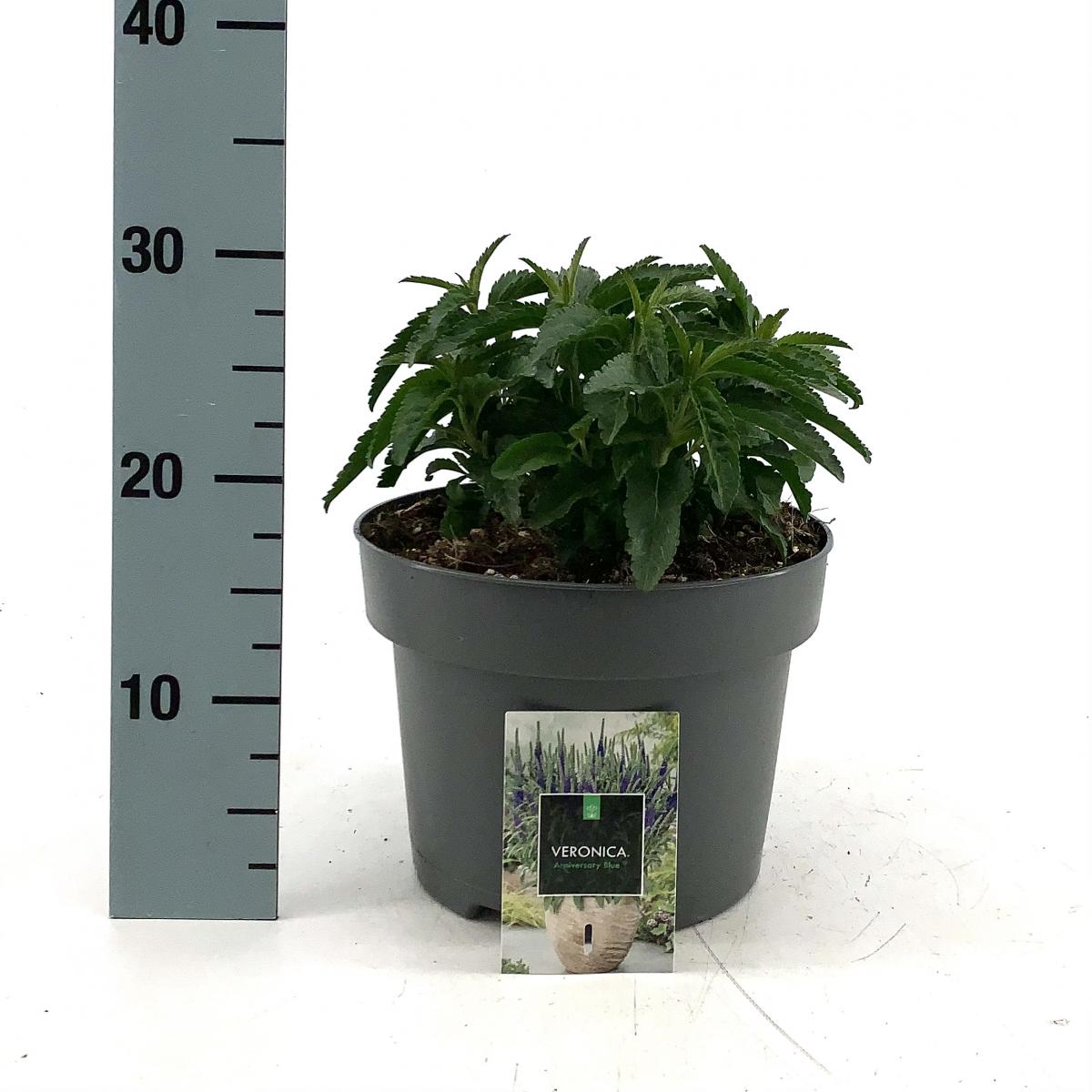 Veronica spic. 'Anniversary Blue' C5 