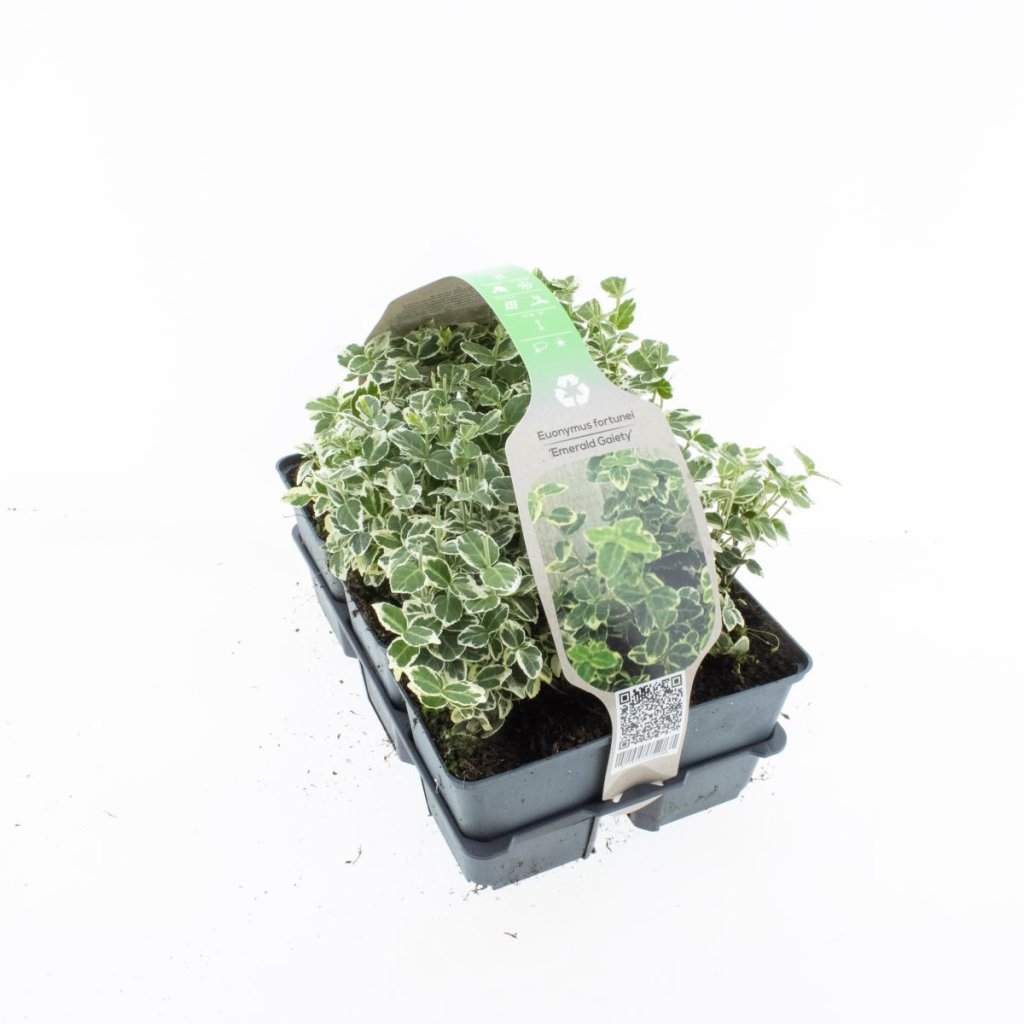 Euonymus fort. 'Emerald Gaiety' 6-Pack