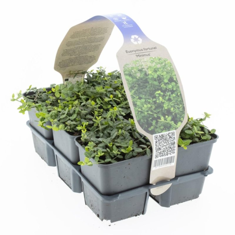 Euonymus fort. 'Minimus' 6-Pack