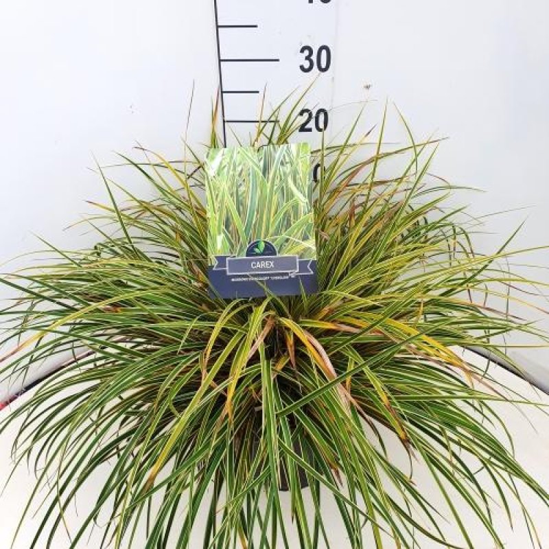 Carex morrowii Evercolor Everglow C10 30/40