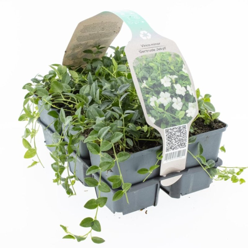 Vinca minor 'Gertrude Jekyll' (wei&szlig;) 6-Pack