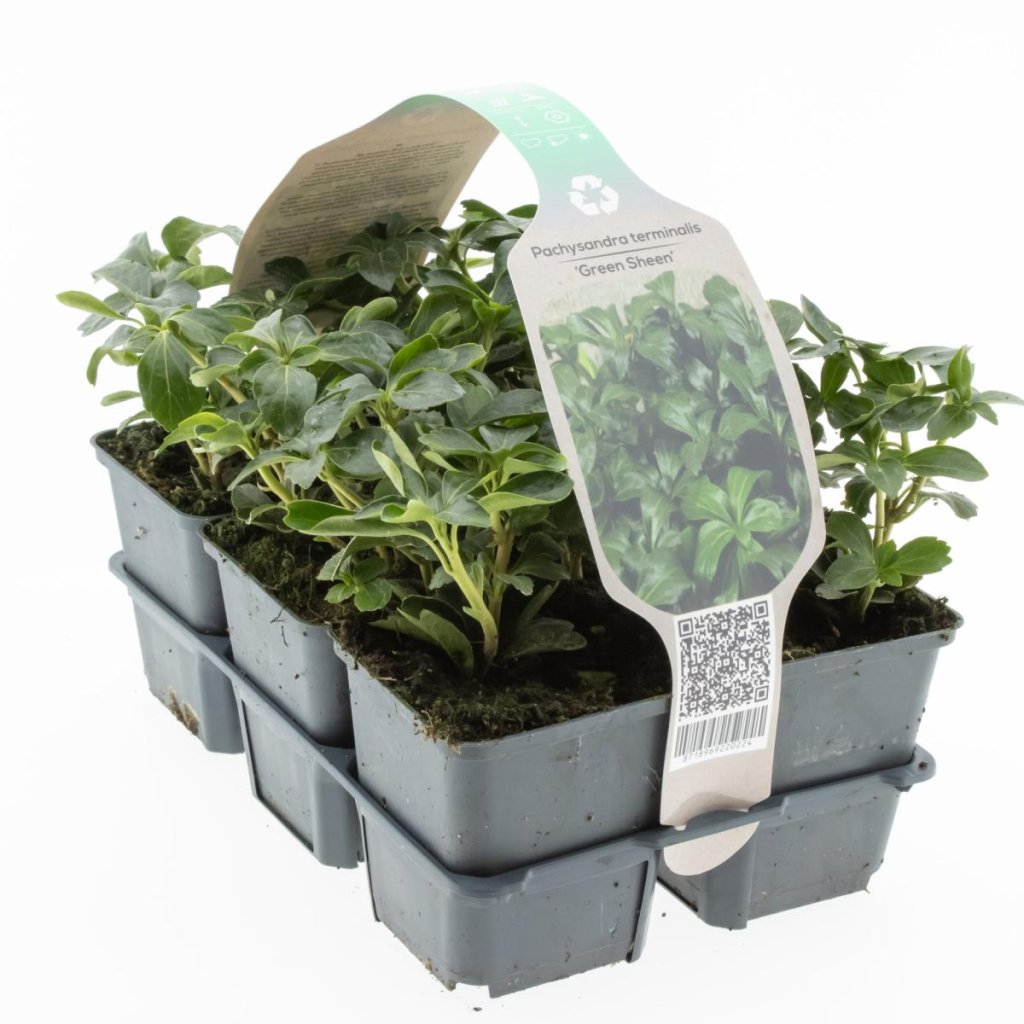 Pachysandra term. 'Green Sheen' 6-Pack