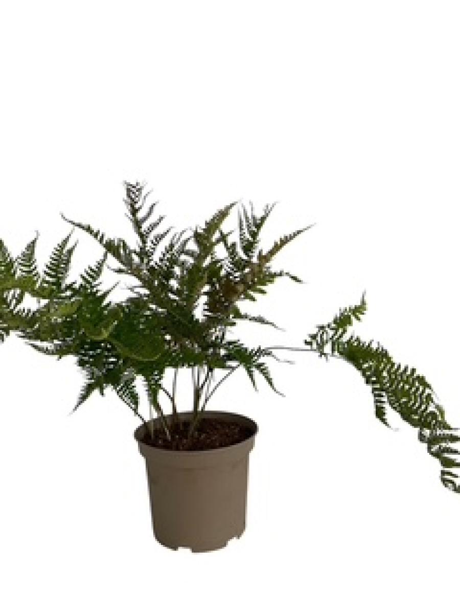 Dryopteris erythrosora C5 