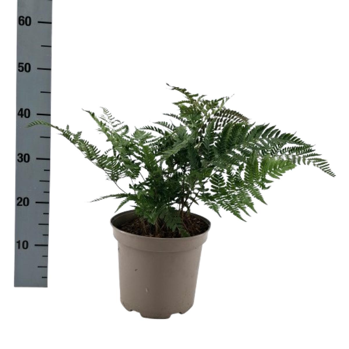 Dryopteris erythrosora C5 