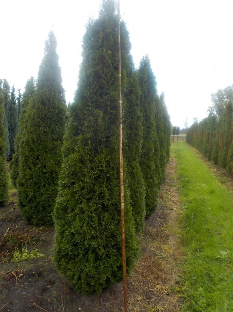 Thuja occidentalis 'Smaragd' m.Db 350/400