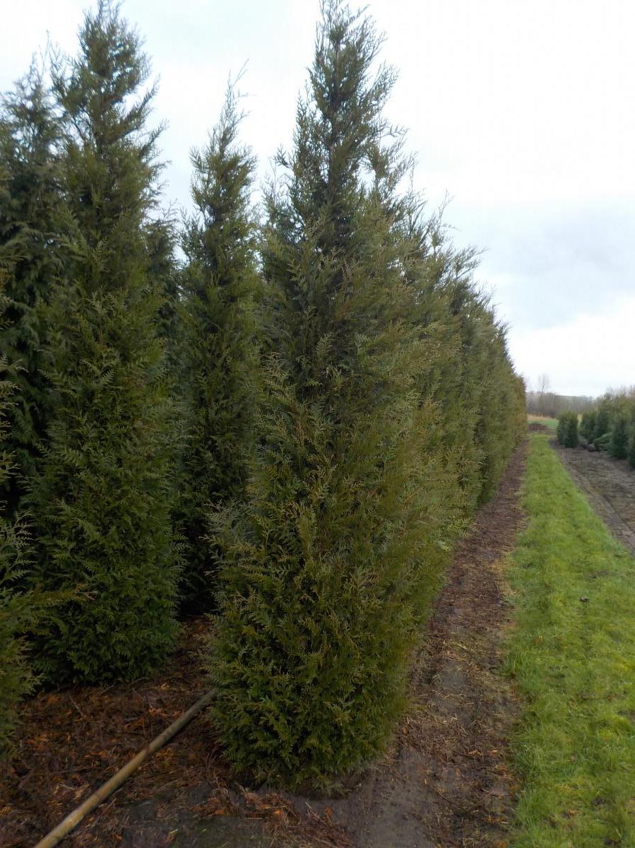 Thuja plicata 'Atrovirens' m.Db 350/400