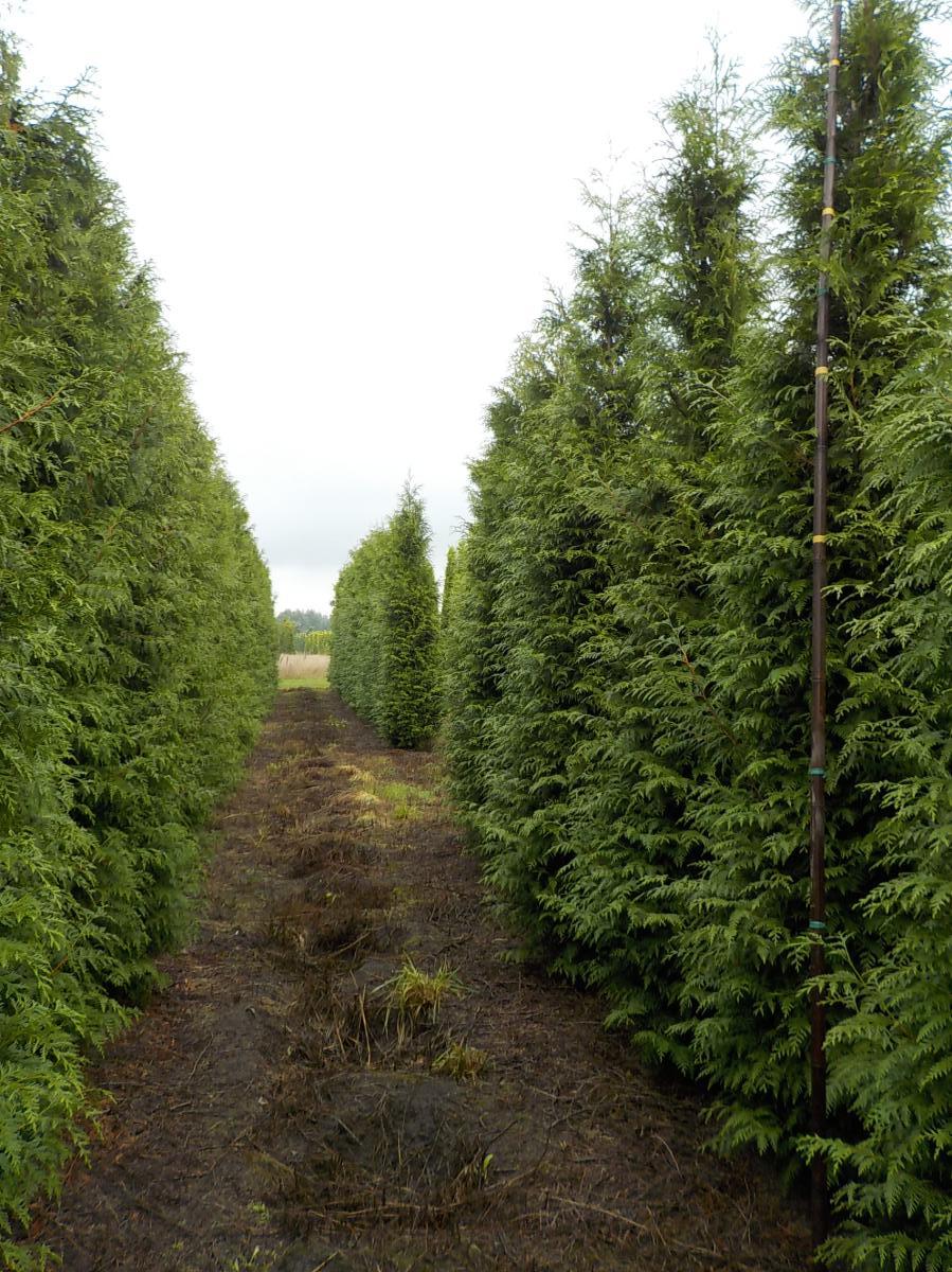 Thuja plicata 'Excelsa' m.Db 400/450