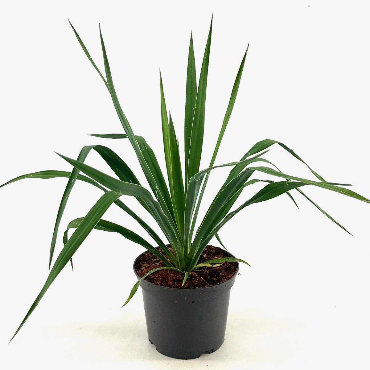 Yucca filamentosa TB9x9 