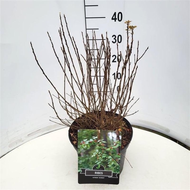 Ribes alpinum 'Schmidt' C10 50/60