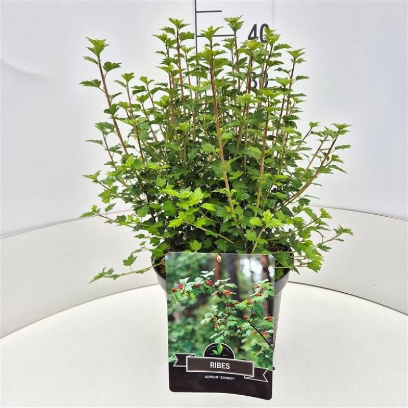 Ribes alpinum 'Schmidt' C10 50/60