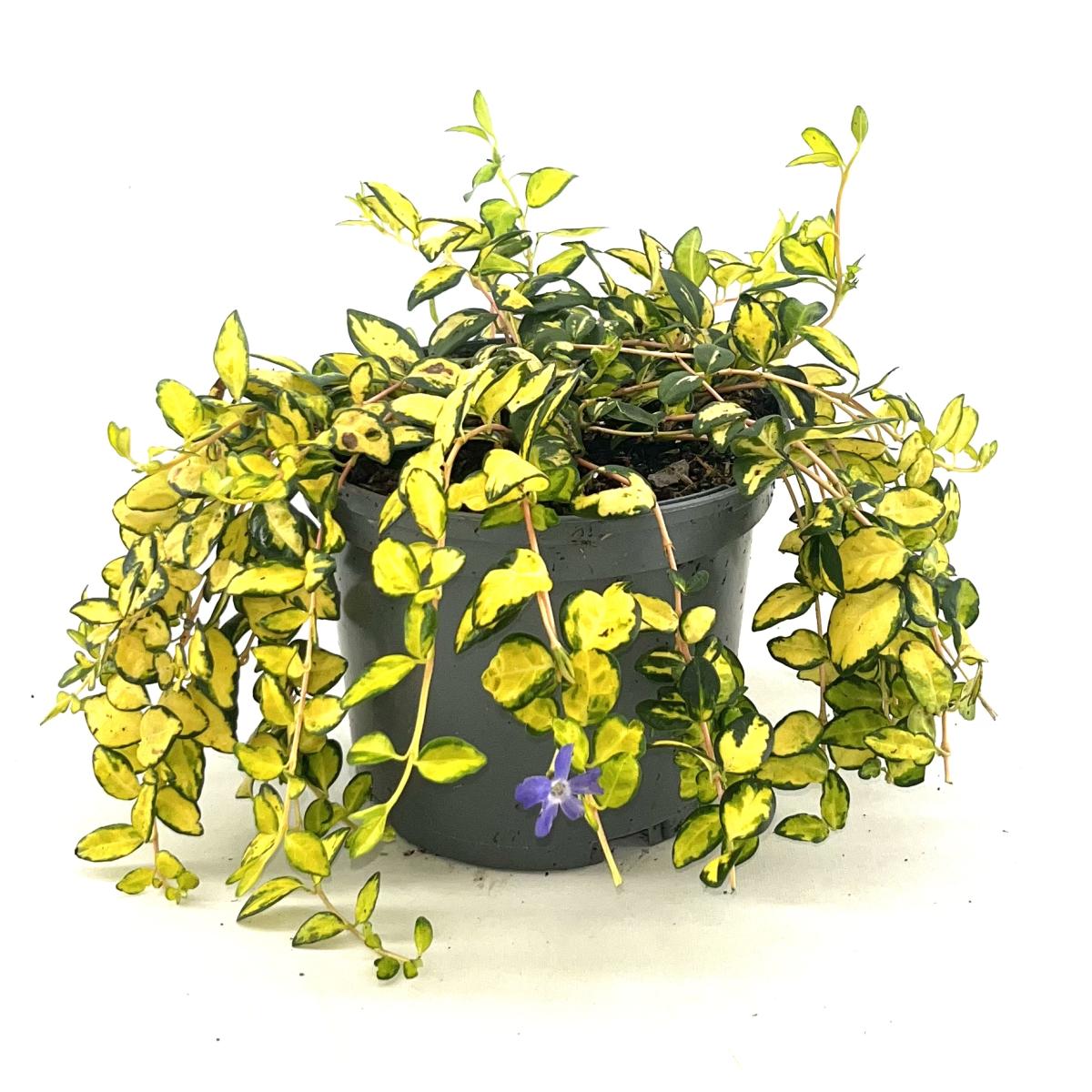 Vinca minor Illumination C2 