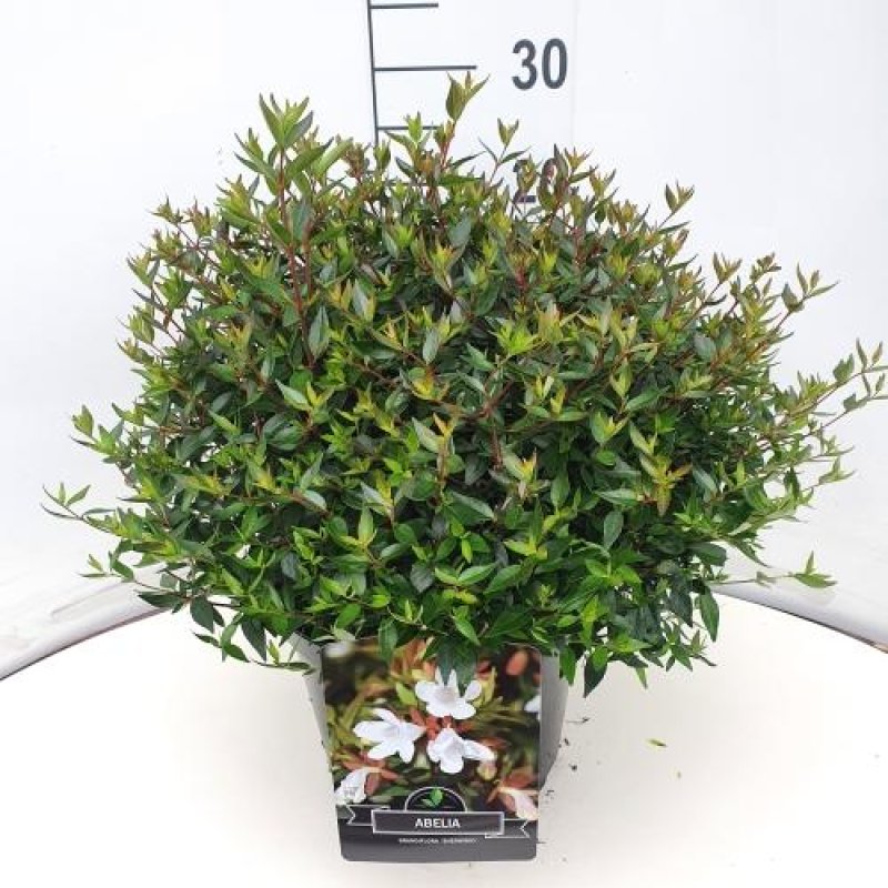 Abelia grandiflora 'Sherwood' C10 40/50