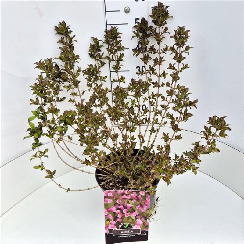 Weigela florida 'Nana Purpurea' C10 60/80