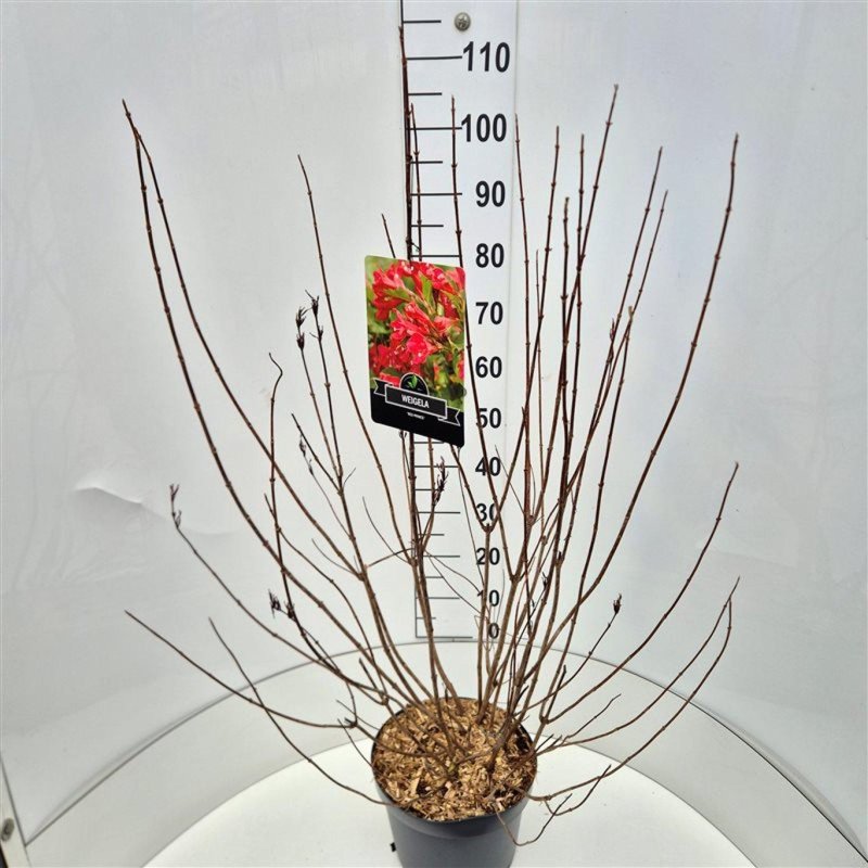 Weigela Hybr. 'Red Prince' C10 50/60