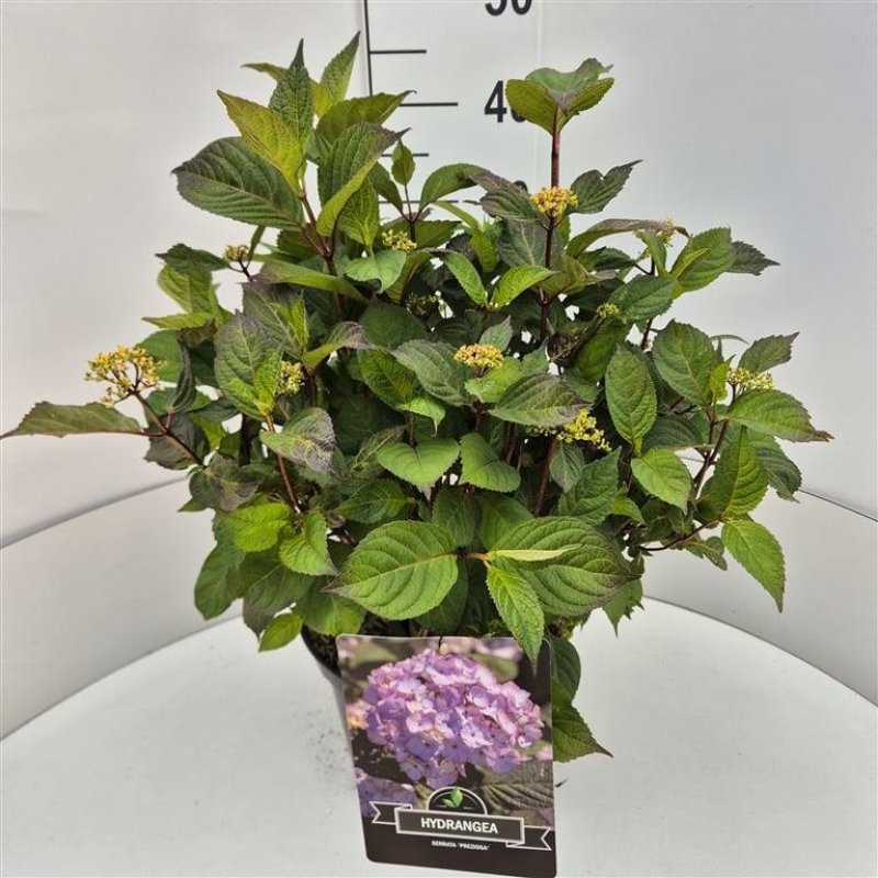 Hydrangea serr. 'Preziosa' C10 30/40