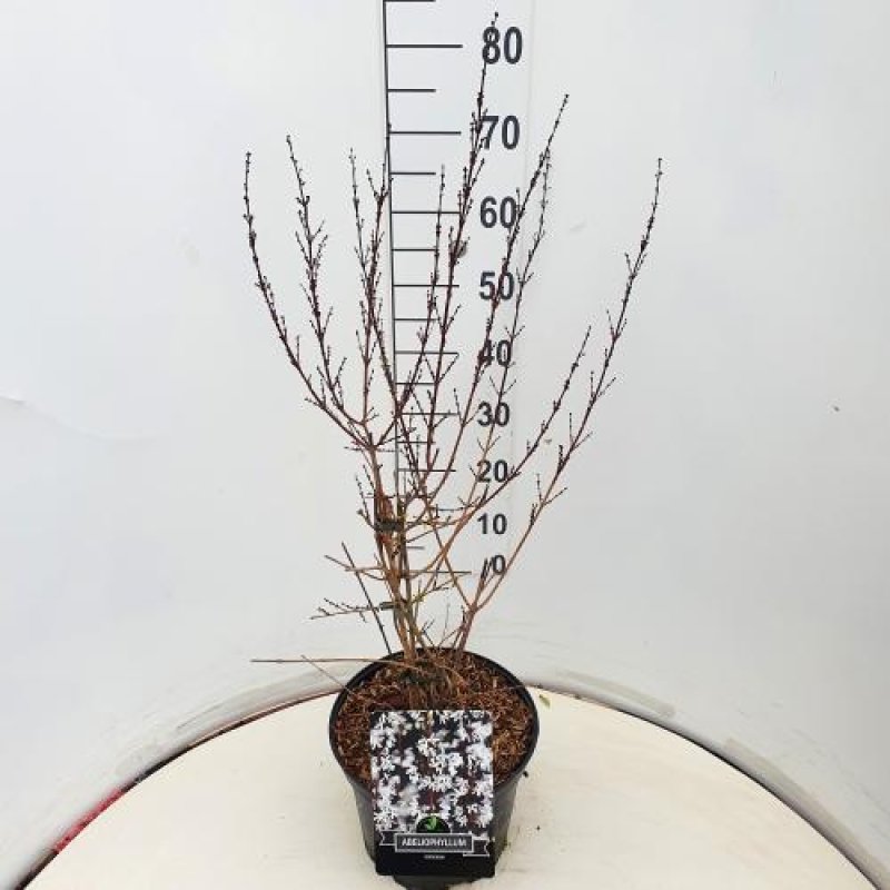 Abeliophyllum distichum C10 60/80