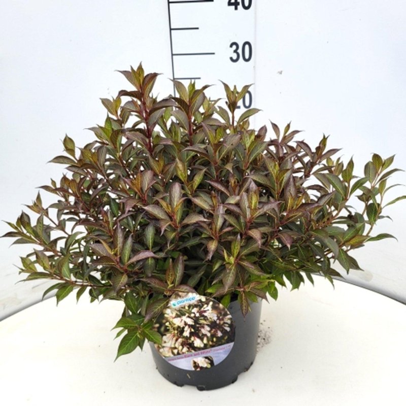 Weigela florida 'Black and White' C10 30/40
