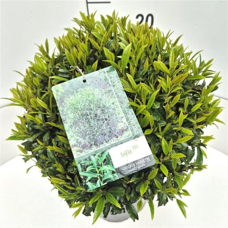 Prunus laurocerasus 'Sofia'® C10 60/70
