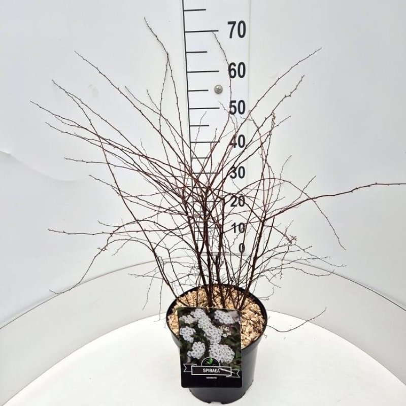 Spiraea vanhouttei C10 40/60