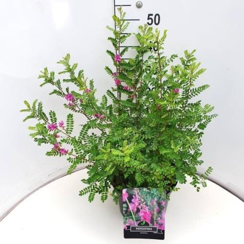 Indigofera heterantha C10 30/35
