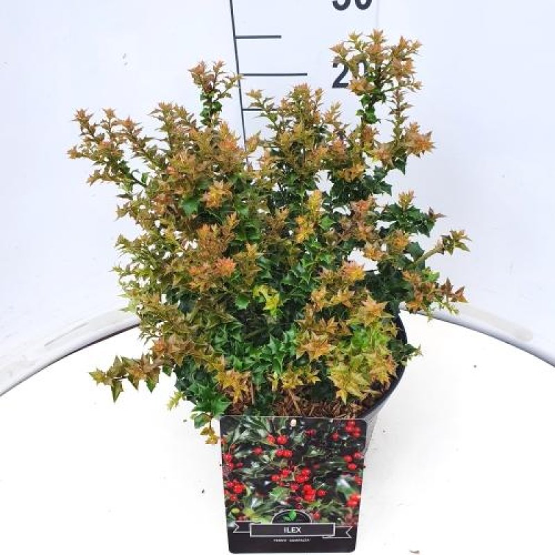 Ilex pernyi 'Compacta' C10 30/40