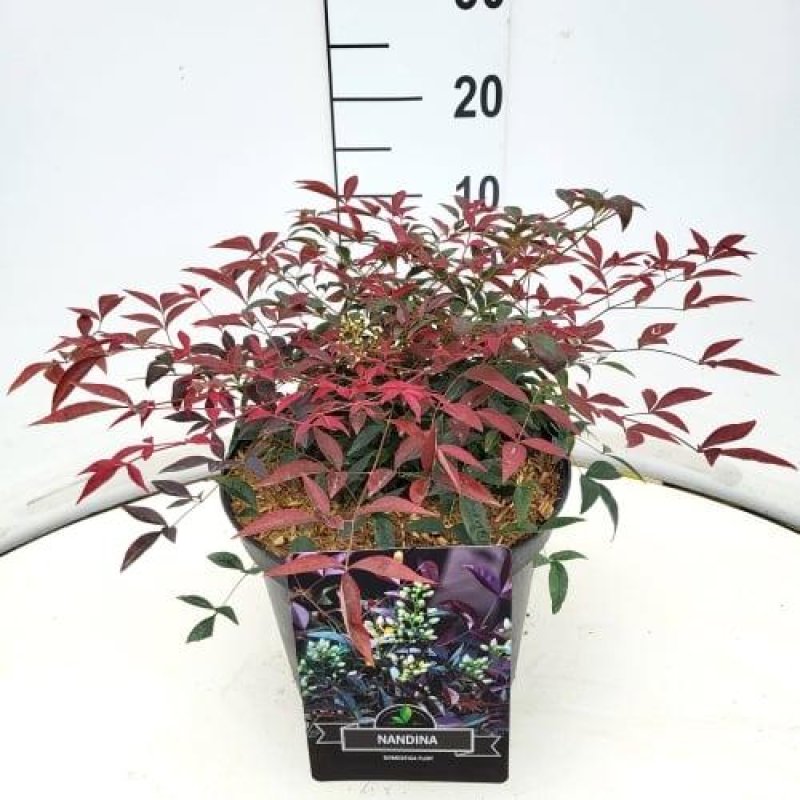 Nandina domestica 'Flirt' C10 30/40
