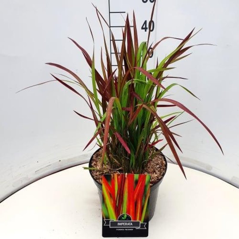 Imperata cylindrica 'Red Baron' C10 60+