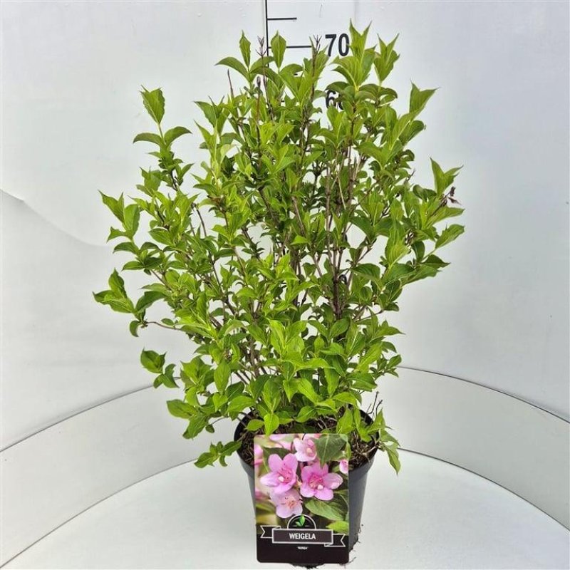 Weigela florida 'Rosea' C10 60/80