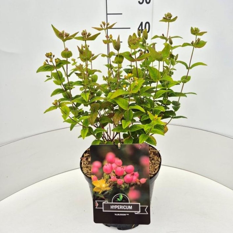 Hypericum 'Allblossom' C10 30/40
