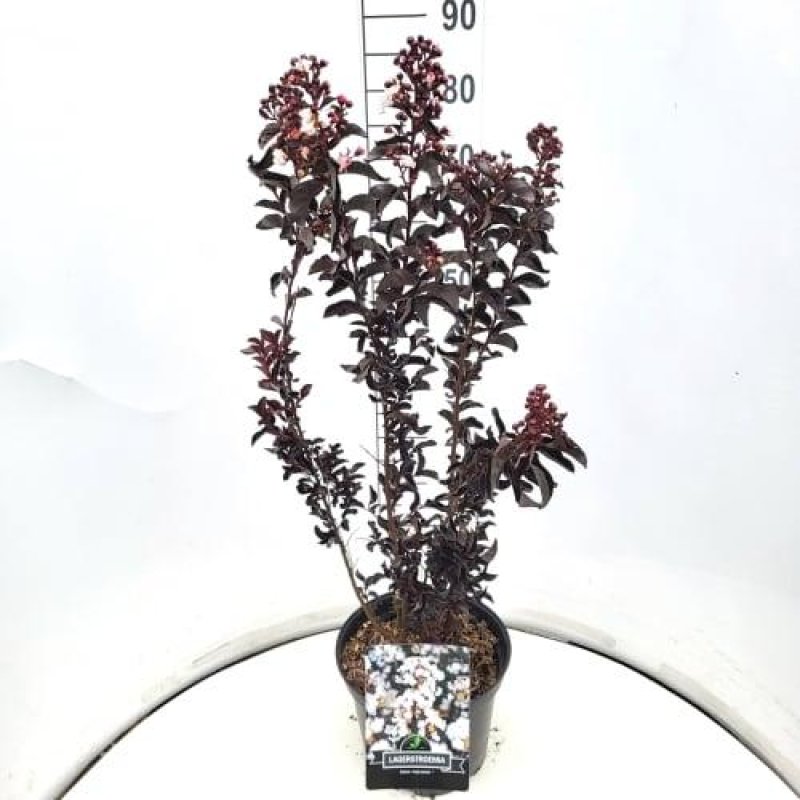 Lagerstroemia indica 'Pure White' C10 40/50