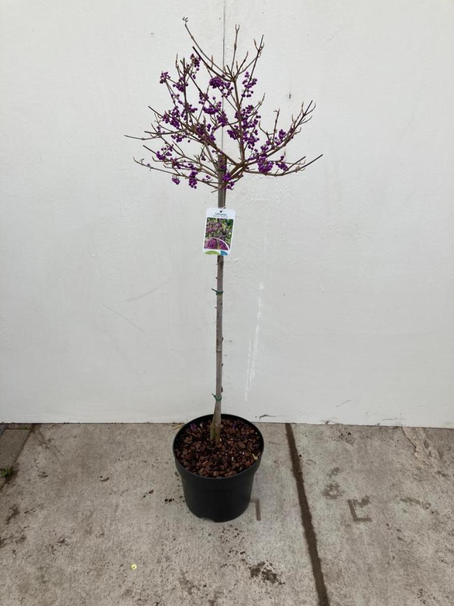 Callicarpa bod. 'Profusion' C10 80er Stamm