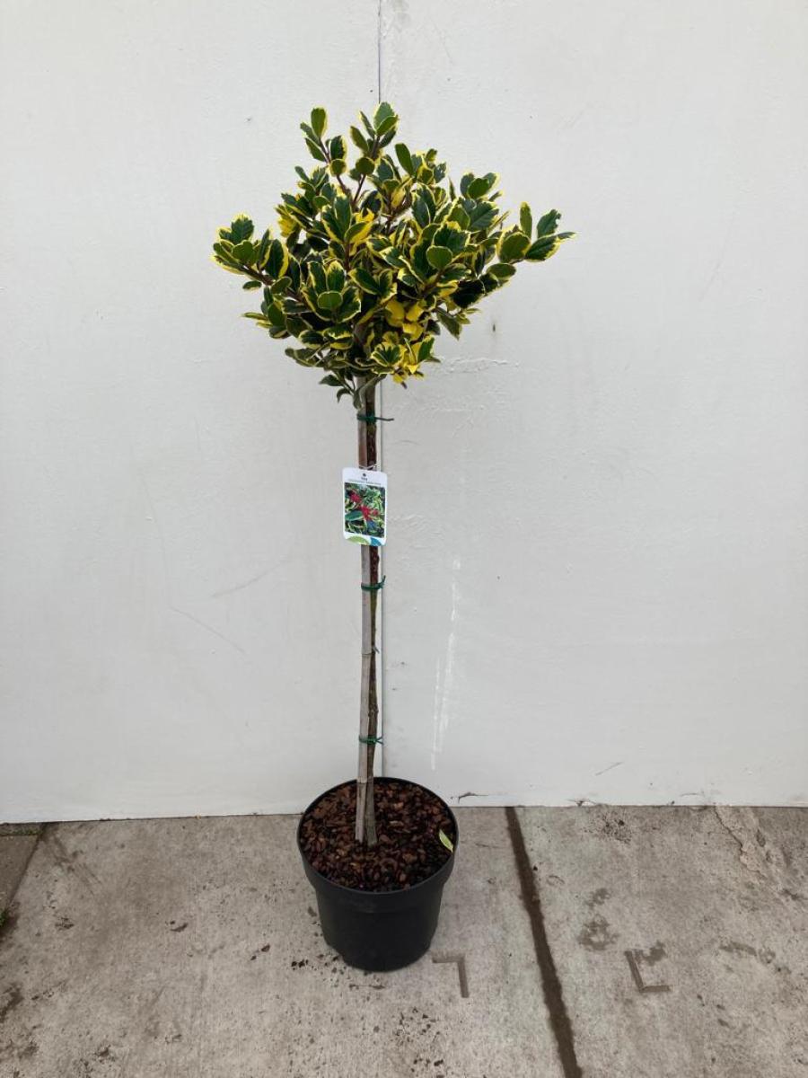 Ilex altaclarensis 'Golden King' C10 80er Stamm