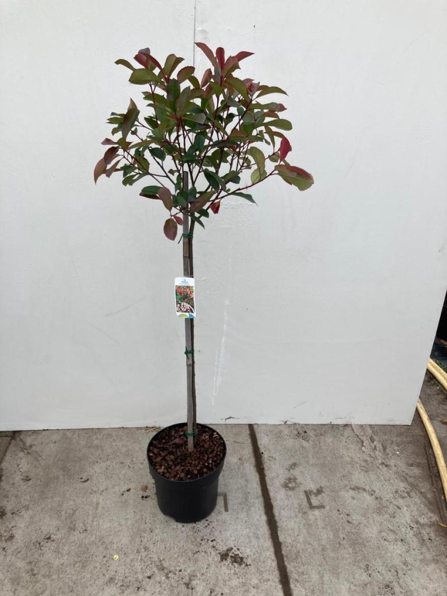 Photinia fraserii 'Red Robin' C10 80er Stamm