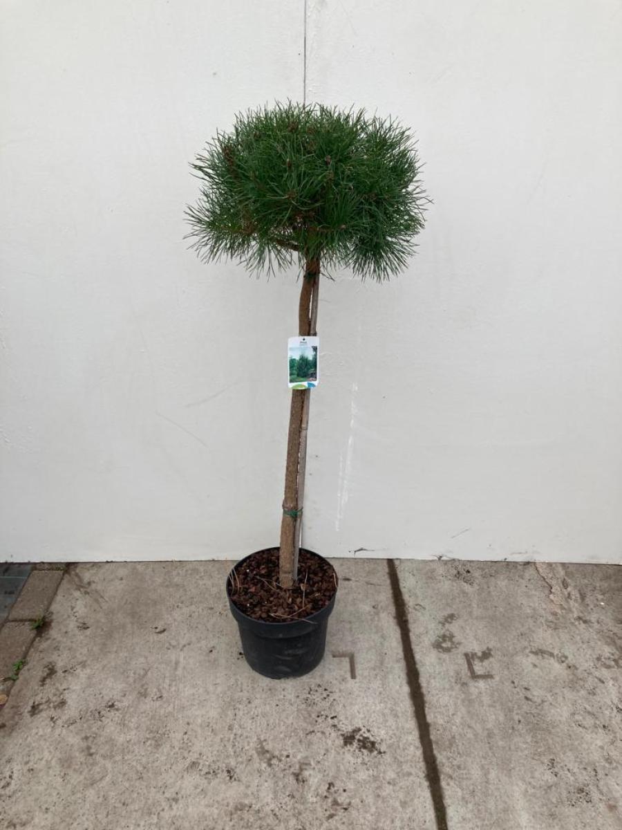 Pinus sylvestris C10 80er Stamm